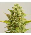 Royal Kush