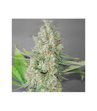 Super Skunk (G13 Labs)