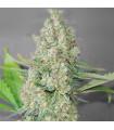 Super Skunk