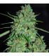 White Critical (G13 Labs)