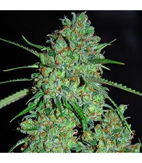 White Critical (G13 Labs)