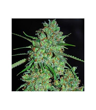 White Critical (G13 Labs)