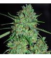 White Critical