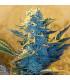 White Widow (G13 Labs)