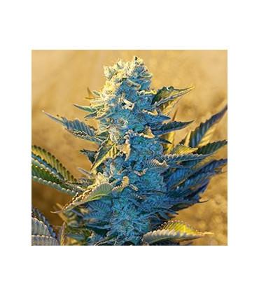 White Widow (G13 Labs)