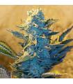 White Widow