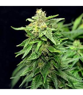 Blue Cindy (G13 Labs)