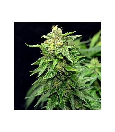 Blue Cindy (G13 Labs)