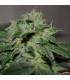 Chocolate Heaven (G13 Labs)