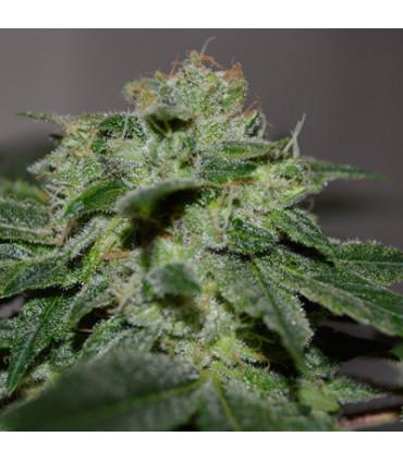 Chocolate Heaven (G13 Labs)