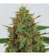 Cinderella 99 (G13 Labs)