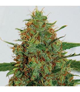 Cinderella 99 (G13 Labs)