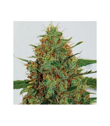 Cinderella 99 (G13 Labs)