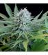 Peach Puree CBD (G13 Labs)