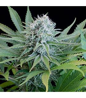 Peach Puree CBD (G13 Labs)