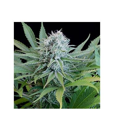 Peach Puree CBD (G13 Labs)