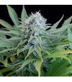 Peach Puree CBD