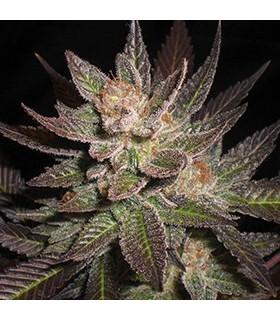 Purple Haze (G13 Labs)