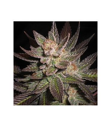 Purple Haze (G13 Labs)