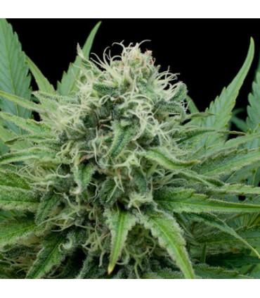 Raw Diesel (G13 Labs)