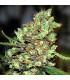 Skunk 1 (G13 Labs)