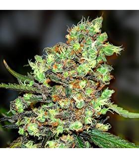 Skunk 1 (G13 Labs)