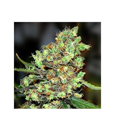 Skunk 1 (G13 Labs)