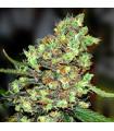 Skunk 1