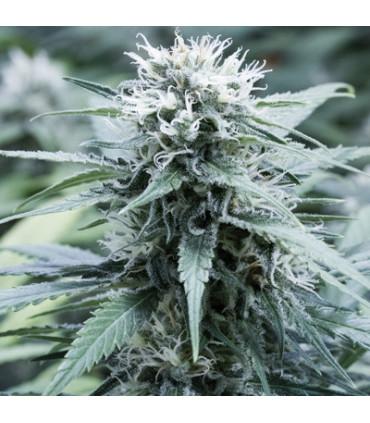 Sweet Amnesia (G13 Labs)