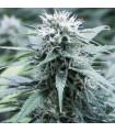 Sweet Amnesia
