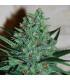 White Lavender (G13 Labs)