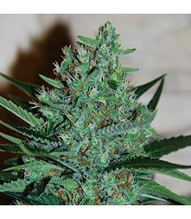 White Lavender (G13 Labs)