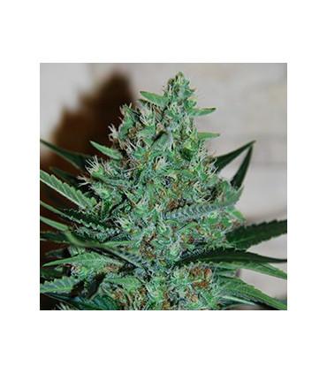 White Lavender (G13 Labs)