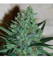 White Lavender
