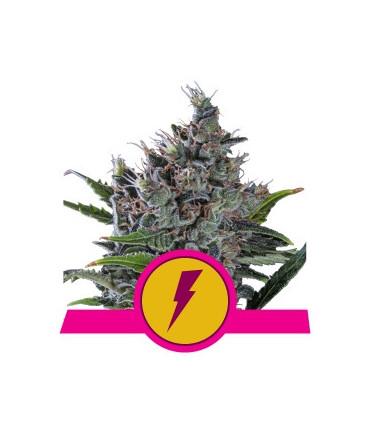 North Thunderfuck (Royal Queen Seeds)