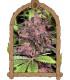 Black Haze Auto (Exotic Seed)