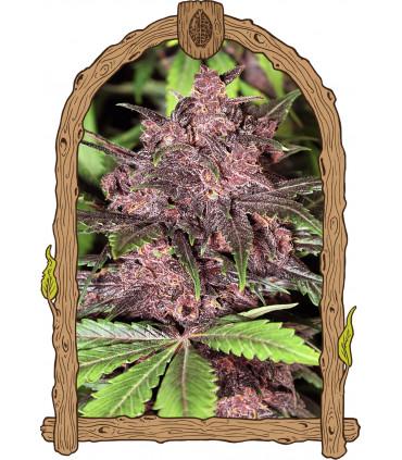 Black Haze Auto (Exotic Seed)