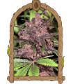 Black Haze Auto