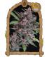 Black Lemon Auto (Exotic Seed)