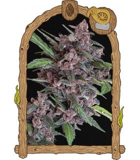 Black Lemon Auto (Exotic Seed)