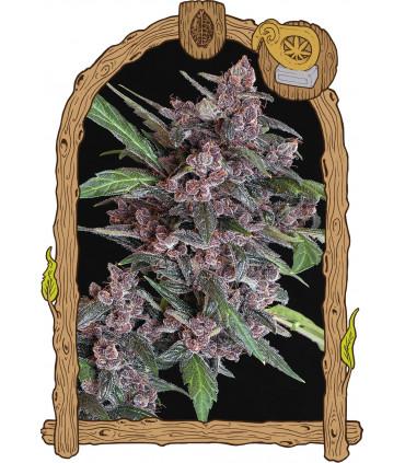 Black Lemon Auto (Exotic Seed)