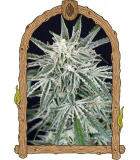 Green Gummy Auto (Exotic Seed)