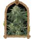 Jungle Fever Auto (Exotic Seed)