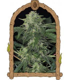 Jungle Fever Auto (Exotic Seed)