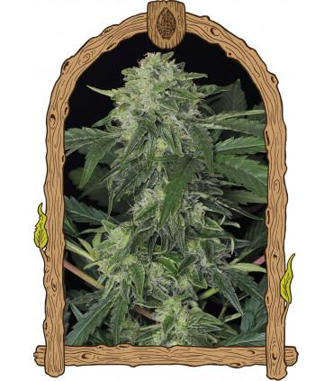 Jungle Fever Auto (Exotic Seed)