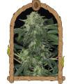 Jungle Fever Auto