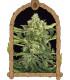 Mango Cream Auto (Exotic Seed)