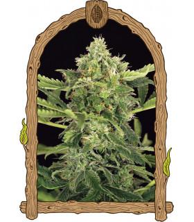 Mango Cream Auto (Exotic Seed)