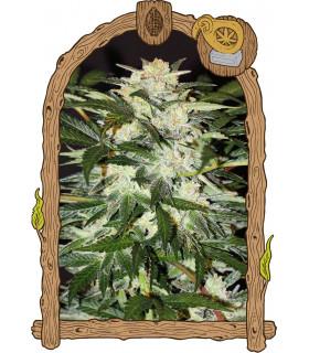 Monster Mash Auto (Exotic Seed)