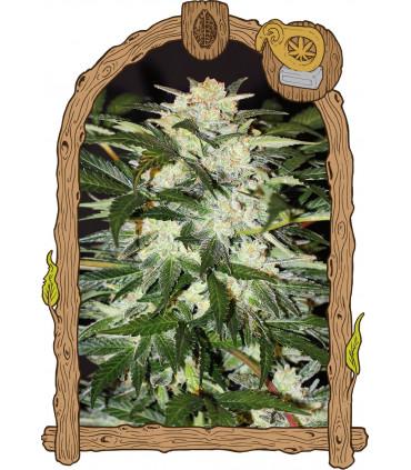 Monster Mash Auto (Exotic Seed)